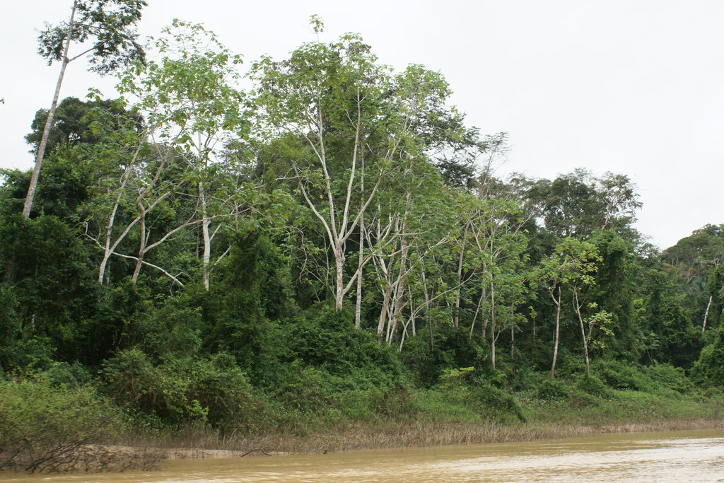 Projeto de carbono florestal não garante proteção de espécies - Gente de Opinião