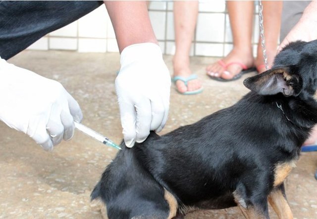Vacinação Contra Raiva Animal começa na próxima semana - Gente de Opinião