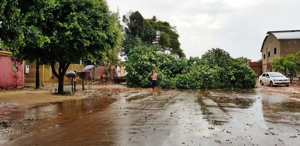 Chuva com ventos fortes derrubam árvores e alagam ruas de Porto Velho - RO. - Gente de Opinião