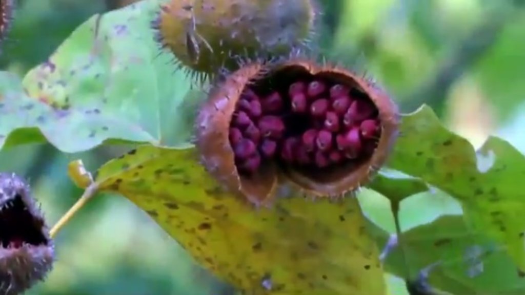 COLHEITA DO URUCUM EM RONDÔNIA (VÍDEO) - Gente de Opinião