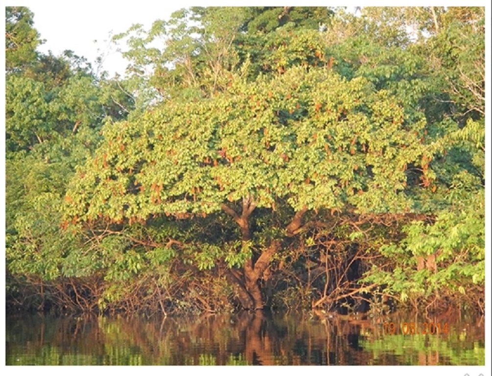  Árvore da espécie Crudia amazônica (Fabaceae, orelha-de-cachorro) na margem da floresta alagada Apenas a copa da árvore que está repleta de frutos fica para fora da água (foto: Bruno Garcia Luize)  - Gente de Opinião