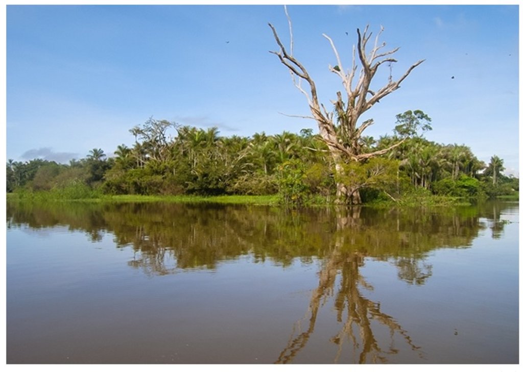 Compilação de dados de inventários florestais e coleções biológicas gerou lista com 3.615 espécies de árvores nas áreas úmidas da bacia amazônica (foto: Thiago Sanna Freire Silva) - Gente de Opinião