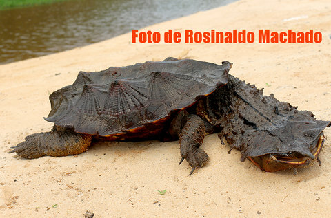 QUE BICHO É ESSE ? Por Rosinaldo Machado