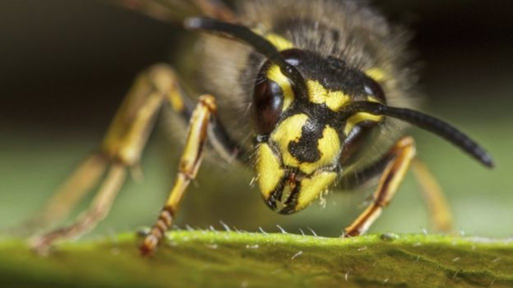Segundo os pesquisadores, os marimbondos são tão importantes quanto as abelhas, apesar de não produzirem mel (Foto: GETTY IMAGES) - Gente de Opinião