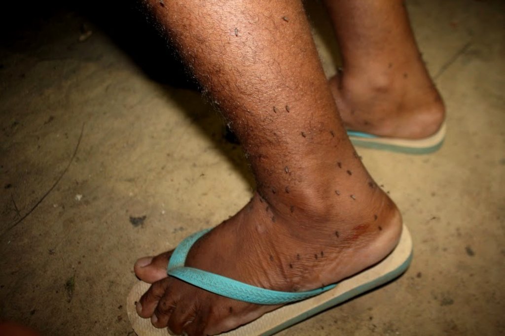 Pesquisadores de oito instituições fazem mutirão para estudar o mosquito Mansonia - Gente de Opinião