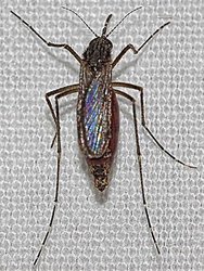 Pesquisadores de oito instituições fazem mutirão para estudar o mosquito Mansonia - Gente de Opinião