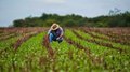 Meio Ambiente incorporado à Agricultura não deu certo antes, mas Bolsonaro insiste na proposta