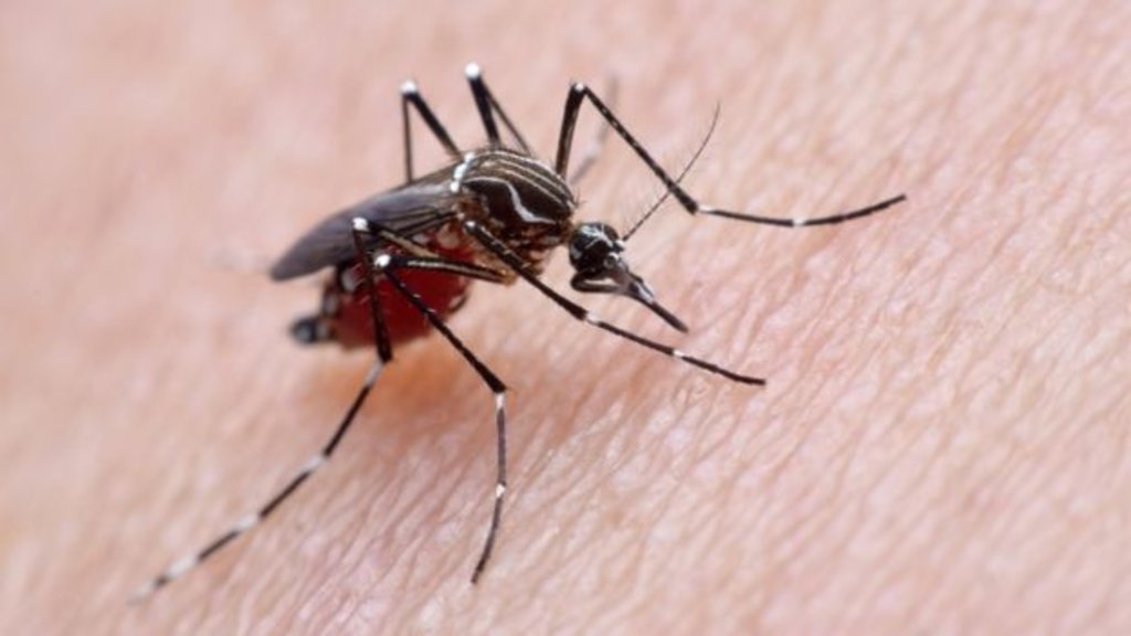 Atualmente, Zika é considerada doença endêmica e urbana no Brasil, transmitida apenas pelo mosquito Aedes aegypti - Gente de Opinião