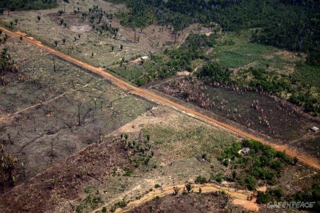 Rondônia no ranking do desmatamento - Gente de Opinião