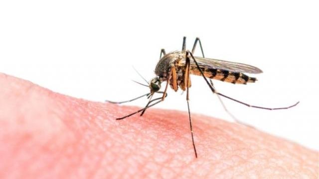 Método eliminaria a capacidade de mosquito transmitir malária - Gente de Opinião