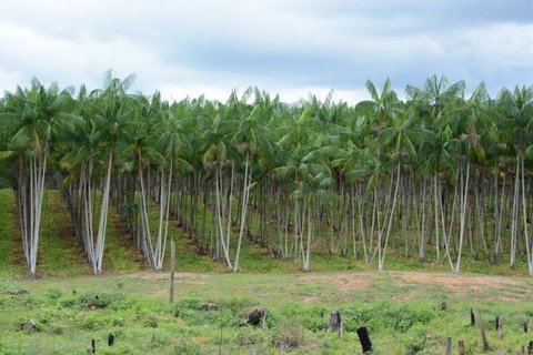 Embrapa disponibiliza Sistema de Produção do Açaizeiro para Amazônia Ocidental