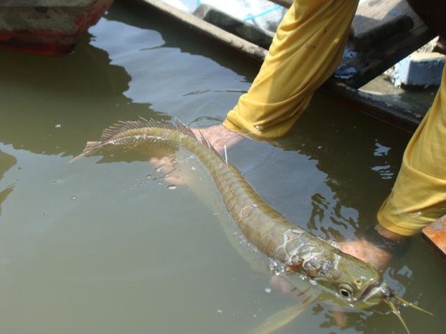 Amazonas: Pescadores se preparam para futuro manejo de aruanãs de olho no mercado de peixes ornamentais - Gente de Opinião