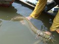 Amazonas: Pescadores se preparam para futuro manejo de aruanãs de olho no mercado de peixes ornamentais