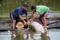 Instituto Mamirauá oferece curso de manejo de pirarucu na Amazônia