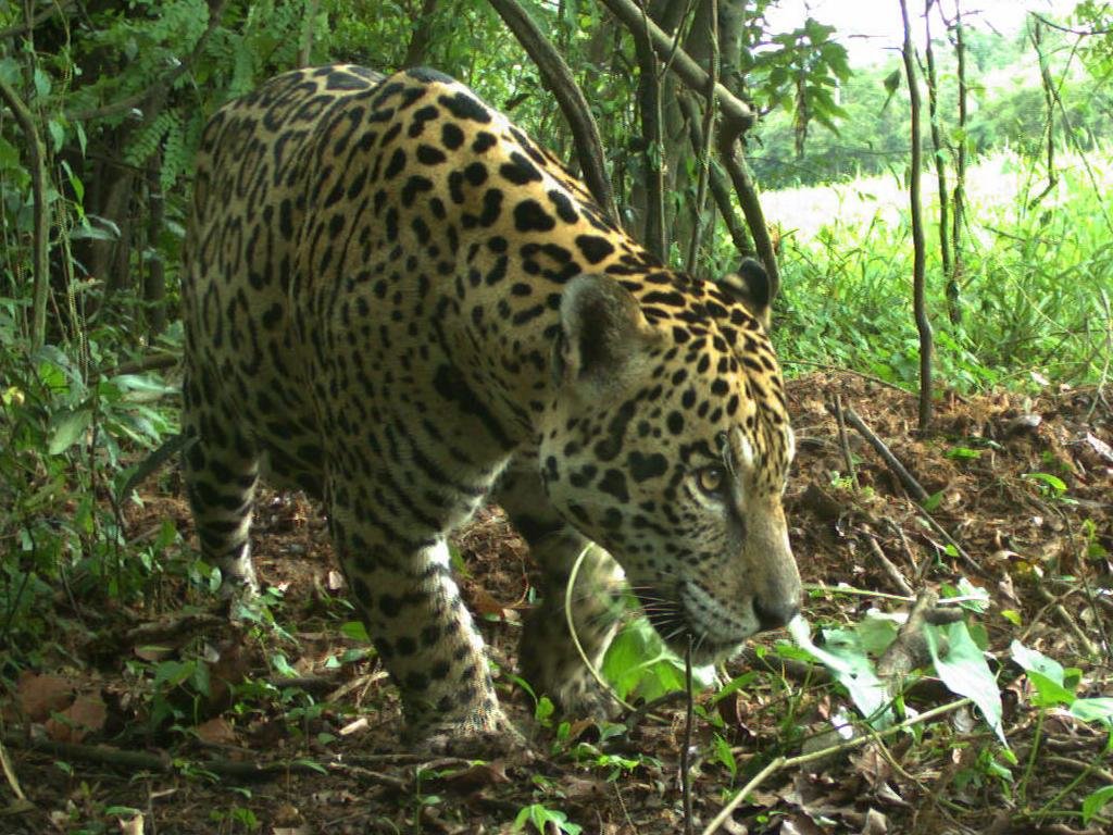 Onça-pintada registrada em armadilha fotográfica da pesquisa - crédito Instituto Mamirauá - Gente de Opinião