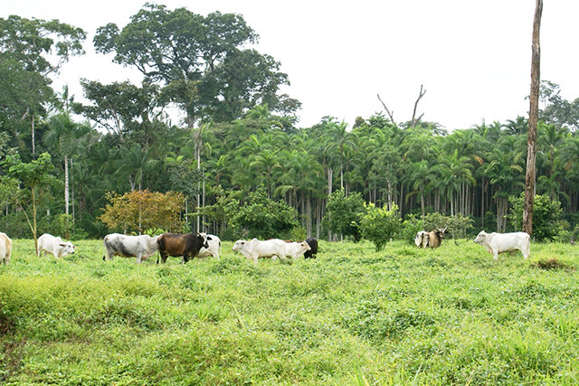 Como fica a Amazônia, Sr. Presidente? - Gente de Opinião