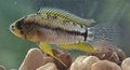 Descoberta: Pesquisadores do Instituto Mamirauá descobrem características reprodutivas do peixe ciclídeo anão