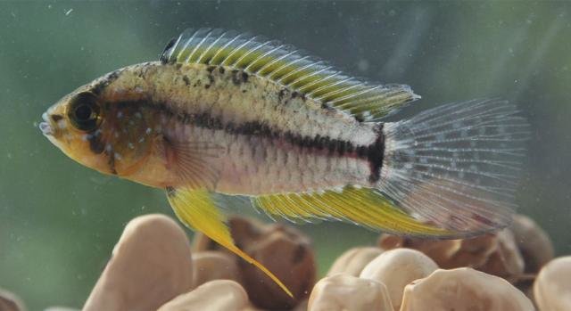 Peixe ciclídeo anão (Apistogrammoides pucallpaensis), registrado pela primeira vez em águas da Amazônia brasileira - crédito Jonas Oliveira - Gente de Opinião