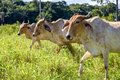 Pastoreio Racional Voisin: Criadores investem em sistema de abastecimento de água para manejo sustentável gado na Amazônia
