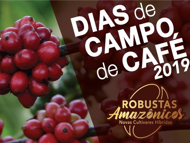 Embrapa apresenta novas cultivares híbridas de café em dias de campo em Rondônia e Acre - Gente de Opinião