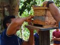 Amazônia: Comunitários participam de oficina de criação de abelhas nativas