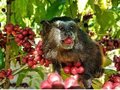 Grupo 3corações lança projeto que une três grandes riquezas do Brasil: a cultura indígena, o café e a floresta amazônica