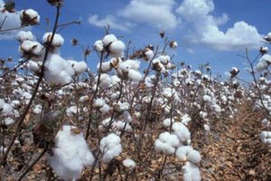 RONDÔNIA – Conab revela que estado é terceiro maior produtor de algodão na região Norte - Gente de Opinião