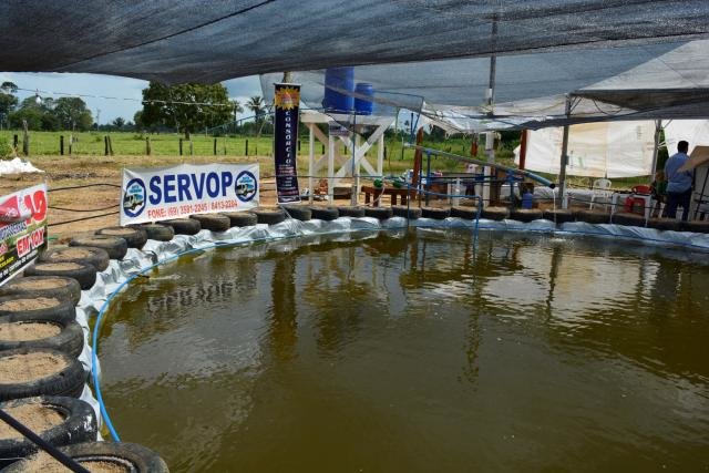 Produção de peixe é incentivada pelo Sebrae - Gente de Opinião