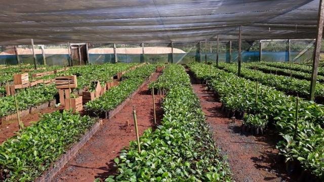 Porto Velho: Semagric entrega mais mudas de café clonal para agricultores - Gente de Opinião