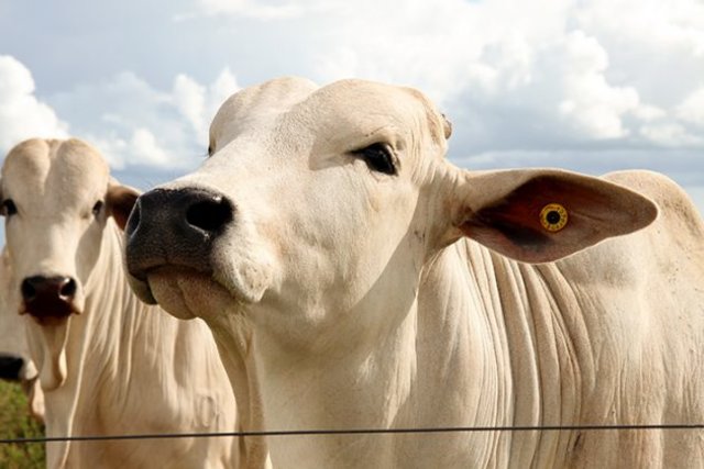 Cargill Nutrição Animal lança tecnologia inédita para acabamento de carcaça - Gente de Opinião