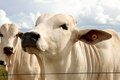 Cargill Nutrição Animal lança tecnologia inédita para acabamento de carcaça