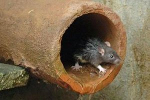 Doença do Rato: Confirmados dois casos de Leptospirose em Rolim  - Gente de Opinião