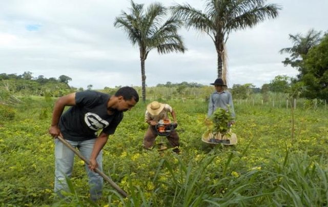 Projeto Plantar: mais de 800 hectares de áreas foram cadastradas para recuperação em Rondônia - Gente de Opinião