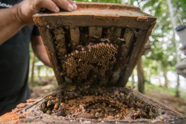 Meliponicultura oferece série de benefícios a criadores (Foto: Leonardo Lopes) - Gente de Opinião