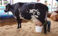 Projeto macro para pecuária leiteira prevê avanço em gestão da propriedade e uso de biotecnologias em Rondônia