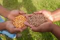 Rondônia: Conab pode adquirir sementes de milho e feijão de agricultores familiares do estado