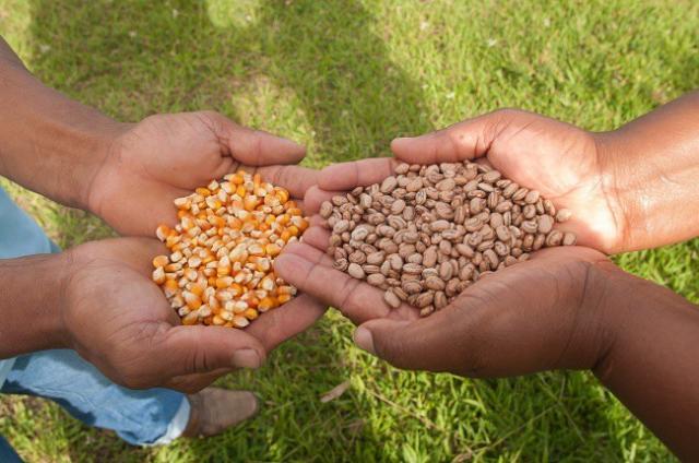 Rondônia: Conab pode adquirir sementes de milho e feijão de agricultores familiares do estado - Gente de Opinião