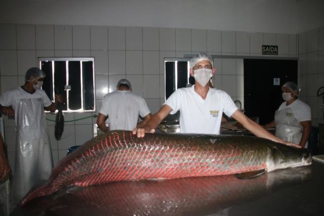 Agroindústria em Vale do Paraíso se destaca na venda de pescados - Gente de Opinião