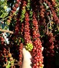 Candeias: assentamento Flor do Amazonas recebe curso sobre Boas Práticas de Manejo do Café