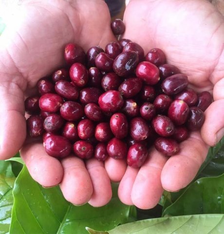 Robusta com melhor bebida é de mudas clonais espalhadas pelo interior de Rondônia - Gente de Opinião