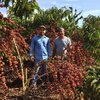 Matas de Rondônia é a marca que o Estado pretende oferecer ao mercado mundial como o primeiro café robusta sustentável