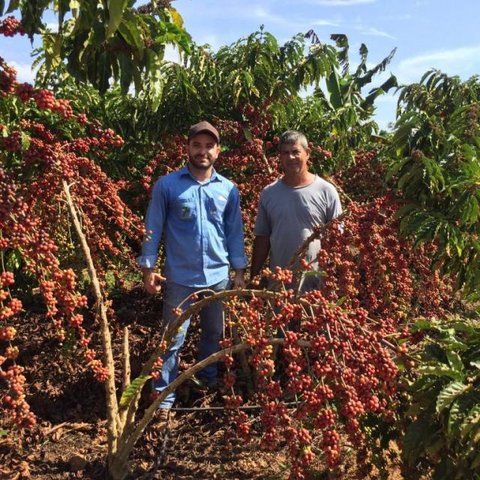 Produtores qualificam o robusta, variedade que deu certo no clima rondoniense - Gente de Opinião