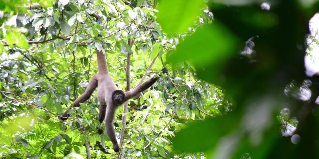 Primata é considerado 'vulnerável' pela UICN (Foto: Anamélia Jesus) - Gente de Opinião