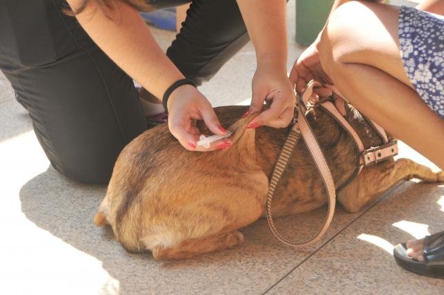 Semusa amplia vacinação de cães e gatos em Porto Velho - Gente de Opinião