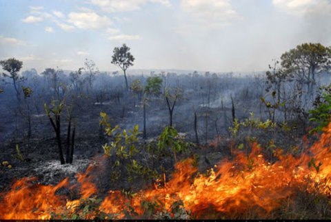 Florestas na Amazônia pós-fogo demoram sete anos para recuperar funções 