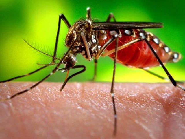 Ji-Paraná registra o menor índice de Infestação por Aedes aegypti - Gente de Opinião