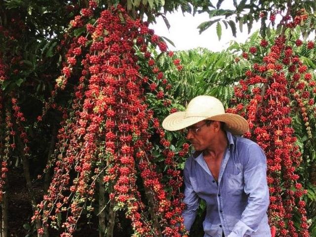 Rondônia realiza o maior concurso de café robusta do Brasil; premiação soma R$ 40 mil - Gente de Opinião