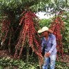 Rondônia realiza o maior concurso de café robusta do Brasil; premiação soma R$ 40 mil