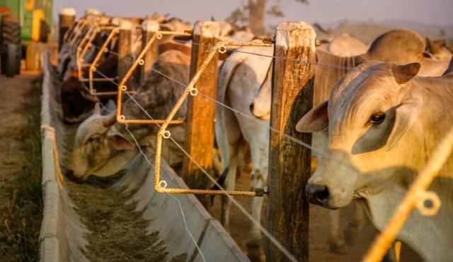 Idaron muda perfil exportador de Rondônia e almeja a condição de livre de febre aftosa sem vacinação - Gente de Opinião