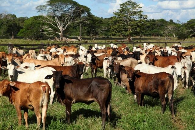 Com rebanho bovino superior a 23 milhões de cabeças, Rondônia, Amazonas e Acre se preocupam com o desenvolvimento da regularização fundiária - Gente de Opinião